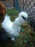 IMG_20180728_194531.jpg