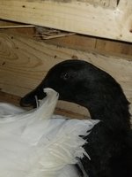 20180729_080329.jpg