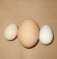 DSCN2068.JPG