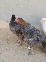 20180729_092758.jpg 20180729_092758.jpg