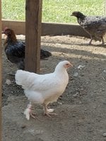 20180729_092548.jpg 20180729_092548.jpg