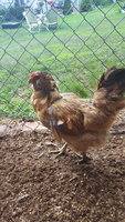 20180729_170123.jpg