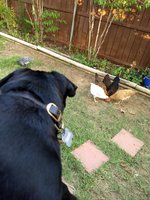 IMG_20180729_193311072.jpg