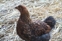 20180729_194615 Mara.jpg