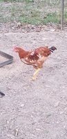 20180729_194237.jpg 20180729_194237.jpg