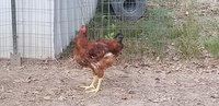 20180729_194146.jpg 20180729_194146.jpg