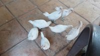 20180729_132114.jpg