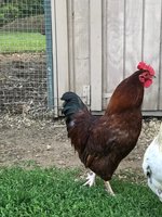 IMG_0304.jpeg