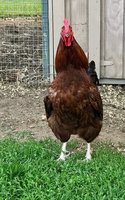 IMG_0303.jpeg