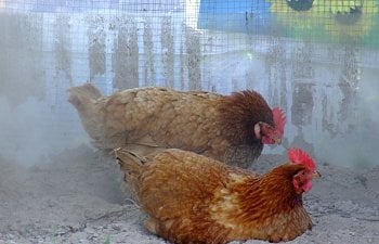 Dust bathing – Why, where and how? Keeping your flock clean and happy.