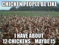 count chickens.jpeg
