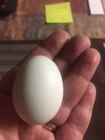 2ndegg.JPG