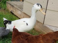 duck and rooster pics 8.1.2018 042.jpg