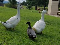 duck and rooster pics 8.1.2018 048.jpg