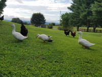 duck and rooster pics 8.1.2018 051.jpg
