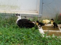baby ducks 7.26.2018 004.jpg