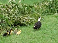 baby ducks 7.26.2018 017.jpg