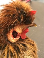 Poor Chook 1.jpg