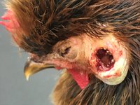 Poor Chook 3.jpg