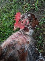 20180803_063628.jpg