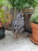 20180803_063831.jpg