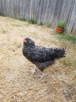 20180803_064201.jpg