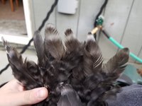 20180803_064632.jpg