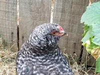 20180803_064933.jpg