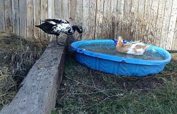 Raising Backyard Ducks: A "Fowl-proof" Guide
