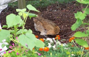 hen in garden.jpg