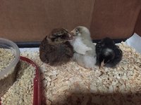 First Day Home.JPG First Day Home.JPG