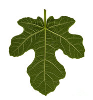 the-mission-fig-leaf-richard-ortolano.jpg