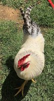 Rooster 080518.jpg