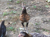 DSCN7286.JPG