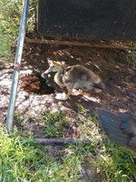 IMG_20180806_090944314.jpg