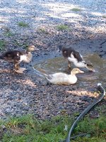 IMG_20180806_091002162.jpg