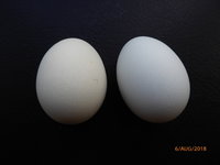 P1070363.JPG