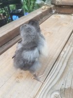 20180806_193055.jpg