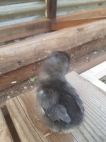 20180806_193123.jpg