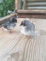 20180806_193103.jpg