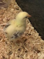 13 days old.jpg