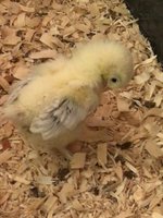 13 days old (2).jpg