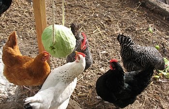 how to keep your chickens from feather plucking