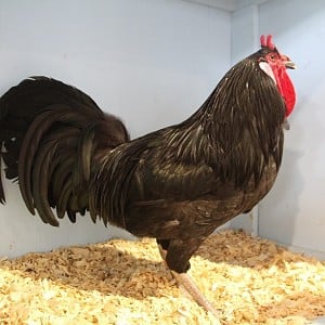 rooster.jpg