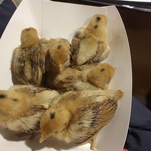 chicks.jpg chicks.jpg