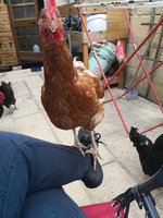 IMG_20180807_173141.jpg