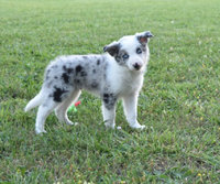 biscotti-8-week-old-border-collie-puppy-for-sale_1_orig.jpg