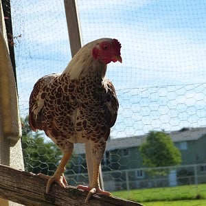 Cornish Bantams