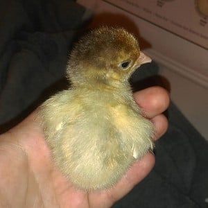 chick.jpg