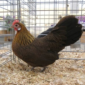 hen.jpg